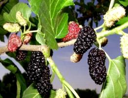 Описание цветения и плодоношения тутового дерева или шелковицы