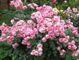 Описание цветов, которые очень похожи на розу своим внешним видом