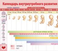 Расчет пола ребенка по обновлению крови
