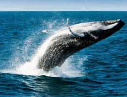 К чему снится кит по соннику