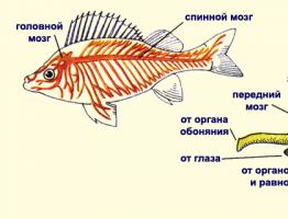 Отделы головного мозга рыб и их функции