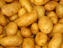 История происхождения картофеля